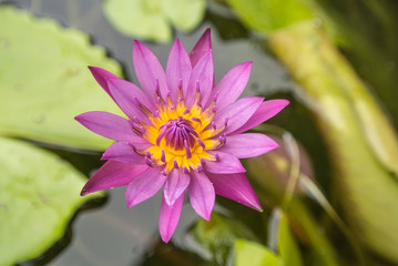 Lotus is a flower that familiar and favorable with Thai people from the past and a flower for Buddhism.