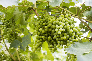 Young and juicy white grapes from a vineyard on a sunny day