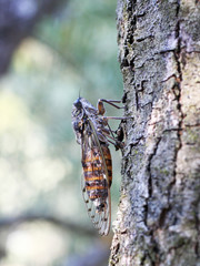 cigale sur l'arbre