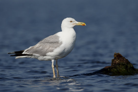 Caspian gull, Larus cachinnans