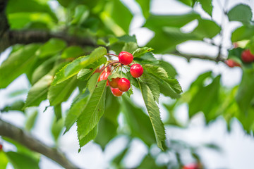 Red Cherry branches at Hokkaido