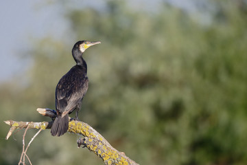 Great cormorant, Phalacrocorax carbo