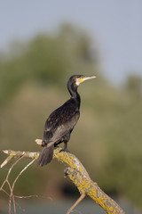 Great cormorant, Phalacrocorax carbo