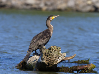 Great cormorant, Phalacrocorax carbo