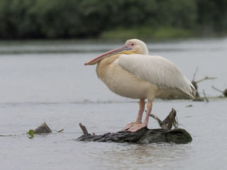 Great white-pelican, Pelecanus onocrotalus