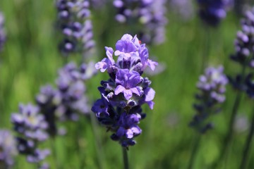 Close up of blooming lavender