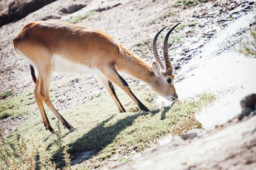 Antilope cobe lechwe en train de boire