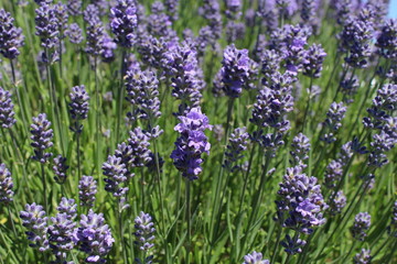 Lavender field in sunshine