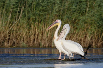 Great white-pelican, Pelecanus onocrotalus