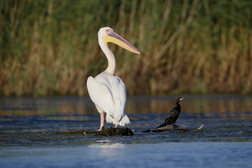 Great white-pelican, Pelecanus onocrotalus