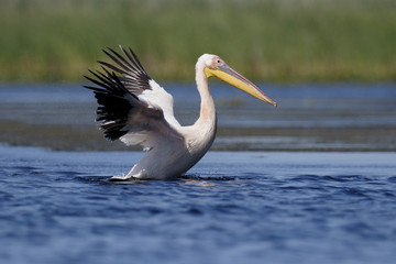 Great white-pelican, Pelecanus onocrotalus
