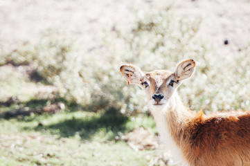 Antilope Cobe Lechwe