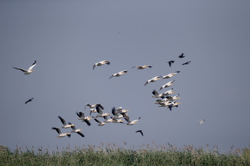 Great white-pelican, Pelecanus onocrotalus