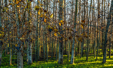 Tree farm in the Coquille River Valley, Southern Oregon 