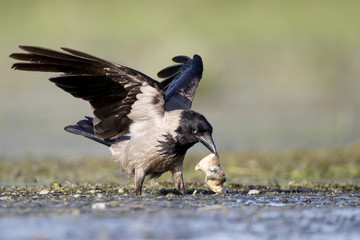 Hooded crow, Corvus corone cornix