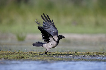 Hooded crow, Corvus corone cornix