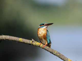 Kingfisher, Alcedo atthis