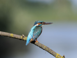 Kingfisher, Alcedo atthis