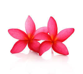 Plumeria flower on white background
