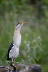 Little bittern,Ixobrychus minutus
