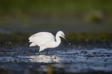 Little egret, Egretta garzetta