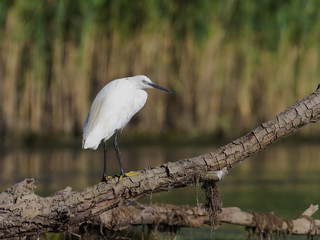 Little egret, Egretta garzetta