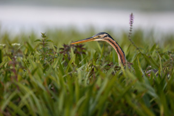 Purple heron, Ardea purpurea
