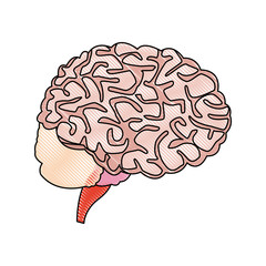 human brain for medical healthy memory anatomy design