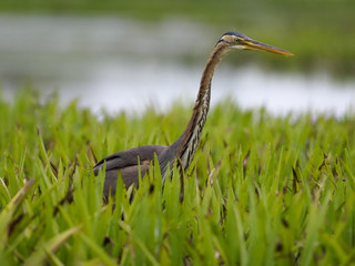 Purple heron, Ardea purpurea