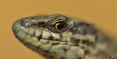 lezard