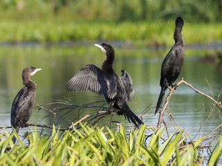 Pygmy cormorant, Phalacrocorax pygmeus