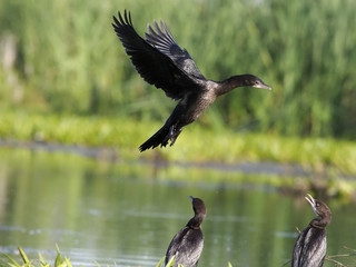 Pygmy cormorant, Phalacrocorax pygmeus