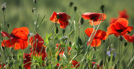 Field of red poppies 