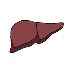 human liver medical medicine anatomy organ human health and biology