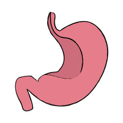 stomach human internal organ digestive system anatomy