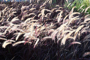 White grass
