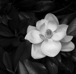 Obrazy na Szkle  Biała magnolia