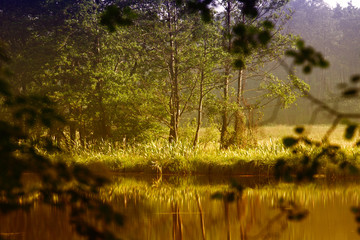 Summer view over the water