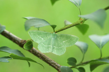 Slightly green moth that you can meet during the day Meteor beetle (Geometra papilionaria)