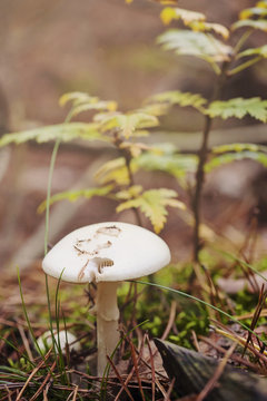 Mushroom in the forest
