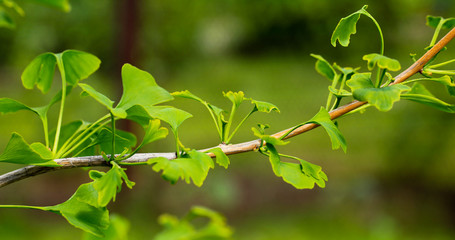 Fototapeta na wymiar Young leaves of Ginkgo Biloba.Abstract nature background.