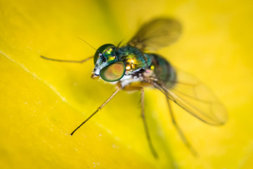 long legged fly