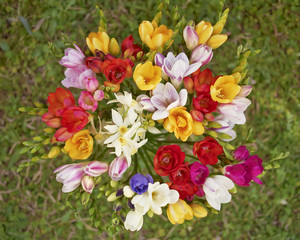 colorful freesia flowers bunch top view, natural background
