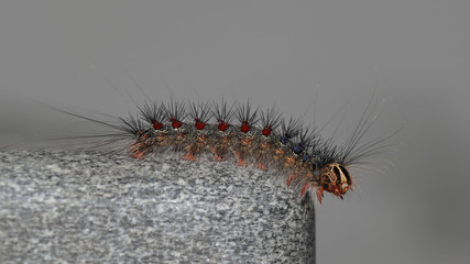 Gypsy moth, Lymantria Dispar, in its caterpillar state: one of the most destructive pests of hardwood trees  