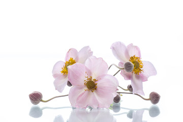Obraz premium Cute pink flowers
