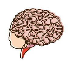 human brain for medical healthy memory anatomy design