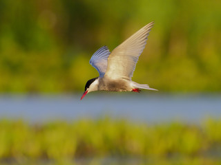 Whiskered tern, Chlidonias hybridus