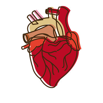 human heart medical anatomical artery