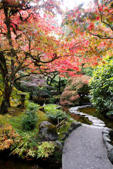 Maple tree in the garden