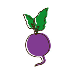 radish organic eco food vegetable diet